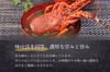 【生冷凍】宮崎産天然伊勢海老｜鮮度そのまま（500g〜2kg）