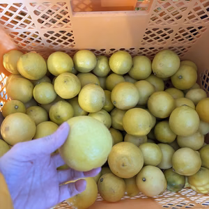 【お買得】香りが良いタヒチライム1kg〜★ノーワックス・農薬節減★無選別お徳用