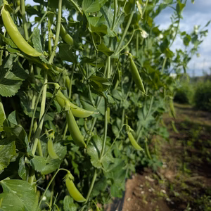 【予約販売】サクッとジューシー！固定種スナップエンドウ800g