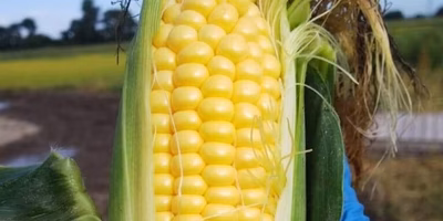 【スタッフ注目の新着商品8/28】ゴールデンタイムに収穫❗とうもろこし🌽早生りんご「つがる」🍎など