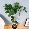 ［在庫］　フィカス　ベンガレンシス　曲がり　8号　観葉　室内　ゴムの木　中
