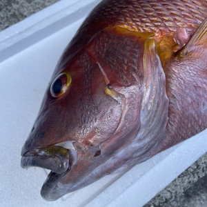 （魚突き）シブダイ（フエダイ）2.4kg 内臓、鱗処理済み