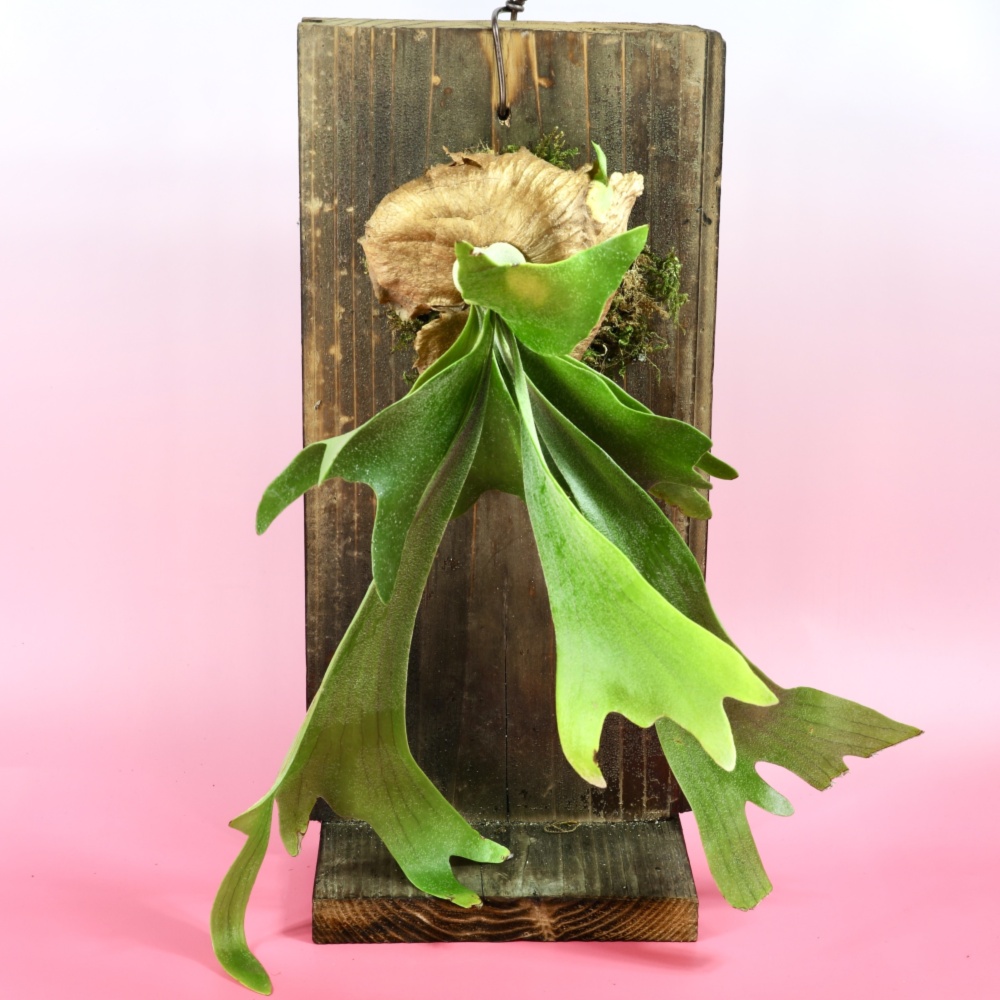 M ビカクシダ養生板 13枚セット M ビカクシダ養生板 13枚セット M ビカクシダ養生板 13枚セット M