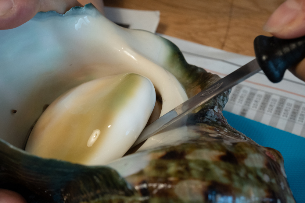夜光貝】殻も身も超特大！漁師直送の夜光貝を捌いて食べてみた