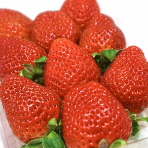 【濃厚苺 さちのか】1kg 山の斜面で十分な日光を浴びたビタミンCたっぷり苺！