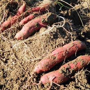 菜園家族の医農野菜シリーズ♪【さつまいも】シルクスイート