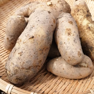 【無農薬】新じゃがメークイン　愛媛県伯方島産♪
