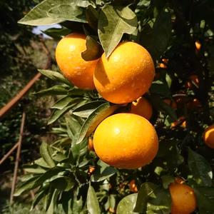 【川田温州】ポケマルでしか食べられない⁉️超激レアみかん