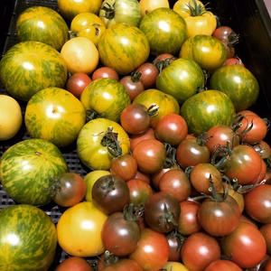 固定種トマト詰め合わせ★露地栽培&当日収穫★長野県産！