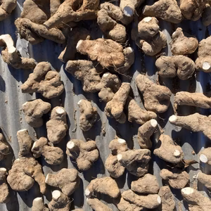 ねばねばファンに！短形自然薯　1kg  キズ有り