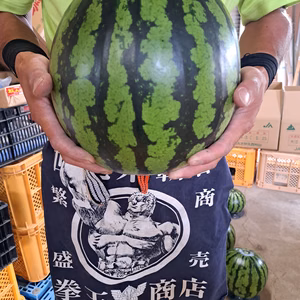 山形県産　すいか　羅皇ザ・スイート　Ｌサイズ　