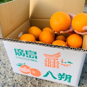 紅八朔【家庭用・大小混合】※限定10箱！