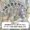 【定期:月2回】自然栽培を中心にした農産物セット
