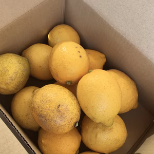 有機JAS認定　オーガニック　レモン　無選別