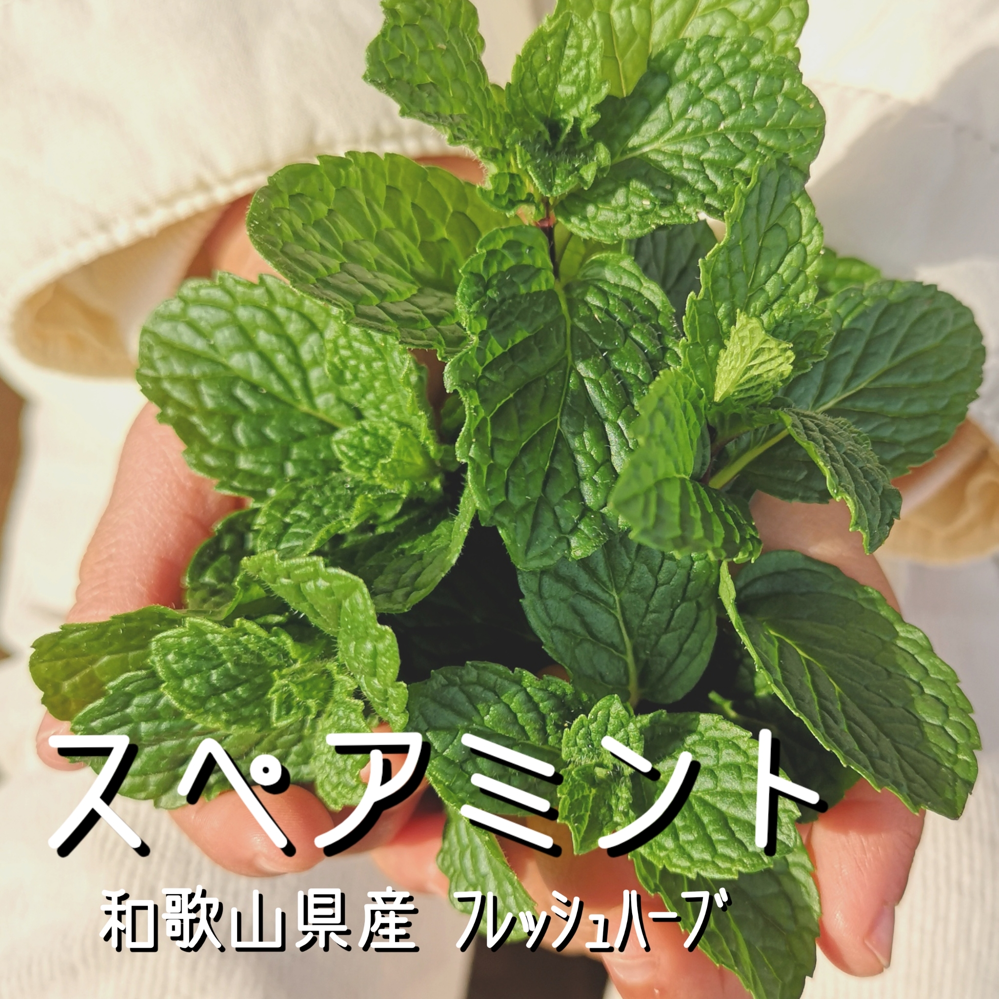[摘みたてお届け]スペアミント(小)☆デザート飾りに! [冷蔵配送]50g