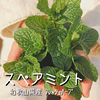 【摘みたてお届け】スペアミント(小)☆デザート飾りに！