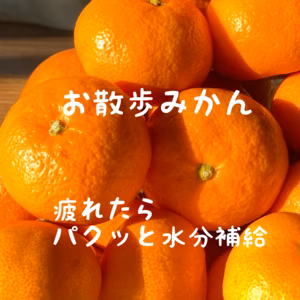  お散歩みかん　Sサイズ4㎏　家庭用　早生みかん 山口岩国みかん 　