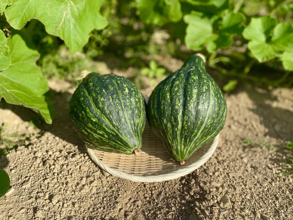 最大60%OFFクーポン 野菜のおたやり かぼちゃ 5袋セット