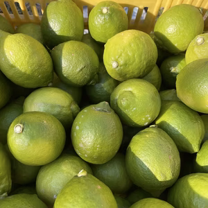 広島県 瀬戸田レモン 