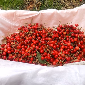 訳あり　山形県産さくらんぼ　紅さやか1kg
