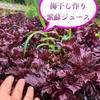 1kg【数量限定】農薬不使用の赤紫蘇！自然栽培！無肥料！