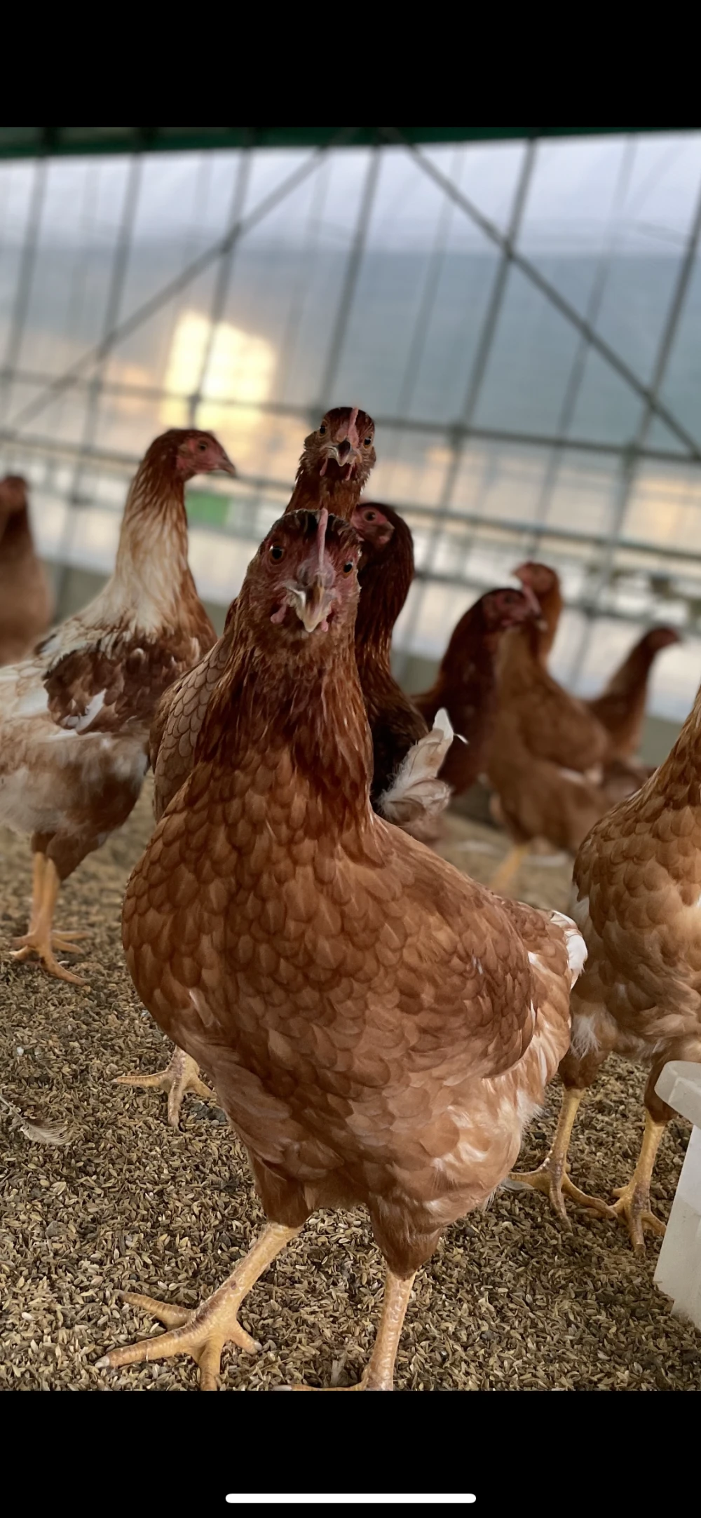 昔ながらの放し飼いでのびのび育った純国産赤鶏もみじのたまご