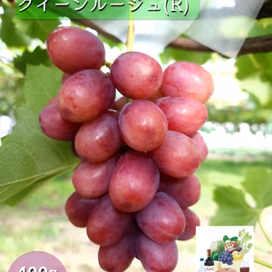 【クール便】 新鮮朝採り発送 ✩ クイーンルージュ☆粒詰め① ✩ 2パック ～