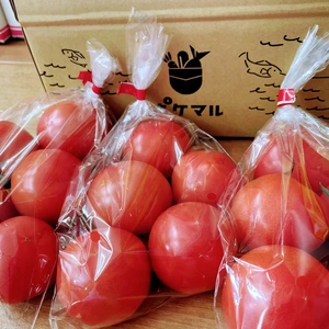 トマト【まるでフルーツ！】旨味が詰まった小ぶりなサイズの桃太郎♡食べたらトリコ