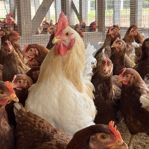 ■冷蔵便■【平飼い・初たまご】■■酵母の平飼い初たまご（元気たまご）