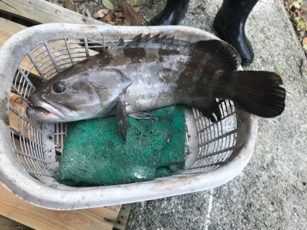 長崎県産（森のクエ）☆幻のクエ（アラ）活〆☆3kg｜クエの商品詳細