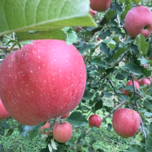 信州産　さんふじ　約5㎏　ご家庭用りんご　樹上完熟品