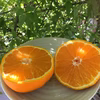 ※訳ありしらぬひ家庭用（大小込み、大キズあり）