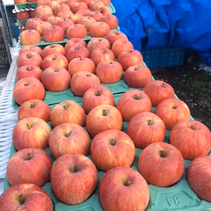 葉とらず栽培　サンふじ  5kg  