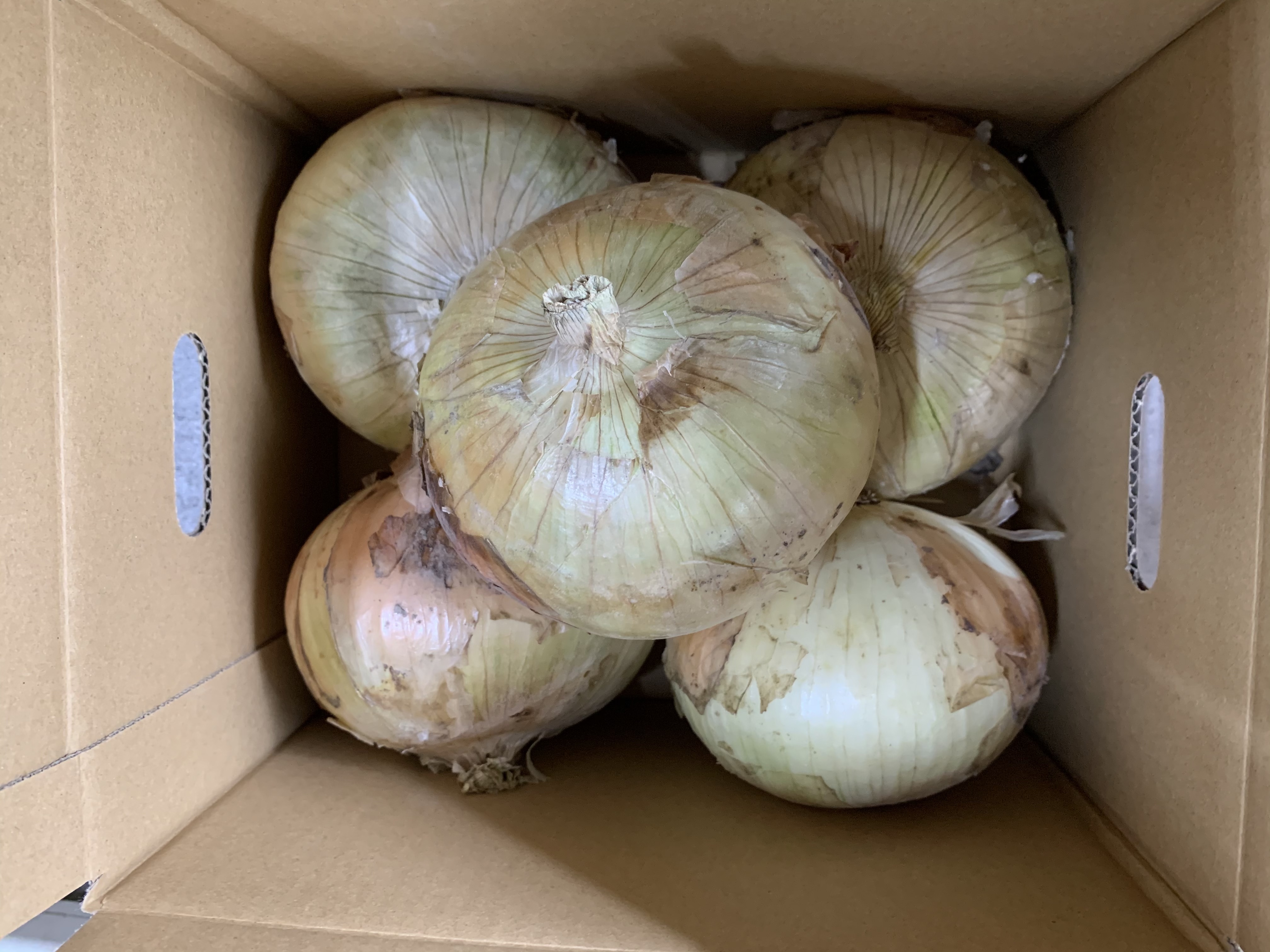 Hopewill淡路島 訳ありかも新玉ねぎ5kg シャーロットオニオン 今が旬 新作通販