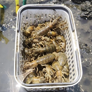 有明海産の極上珍味！アナジャコ、マジャク、シャク！漁師直送！