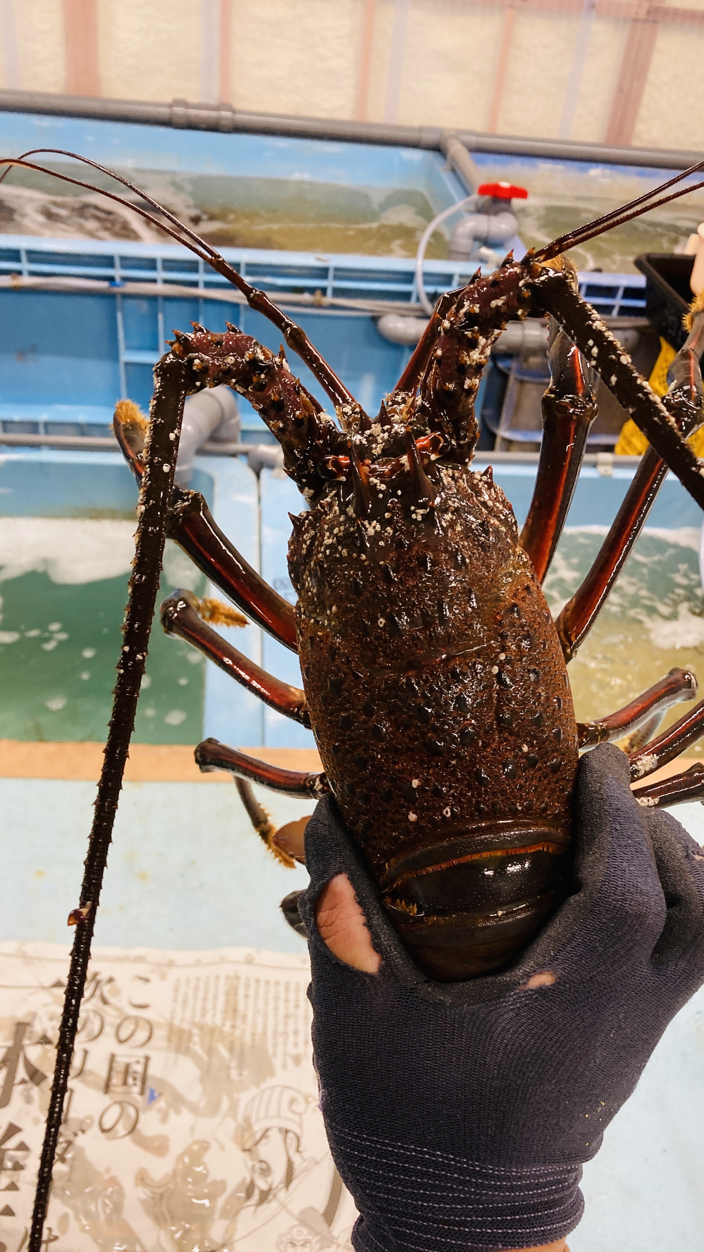 お歳暮に 特大 訳あり 活伊勢海老 約700-750g×1匹〜 ｜魚介類の商品