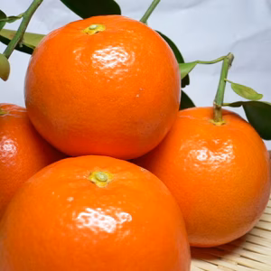 セミノールオレンジサイズ混合