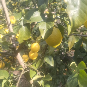 皮も使える広島県産レモン  訳あり品 5kg　即日発送可能