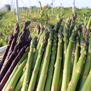 【有機JAS】贈り物にも！紫×緑の太めアスパラ食べ比べ（出雲育ち）