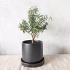 【食べられる盆栽】ローズマリー盆栽　プロストラータス(PS179)