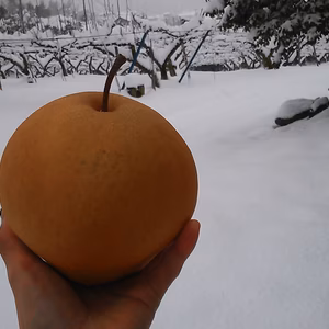 希少種・鳥取産★新雪梨3㎏(4～6玉入り)