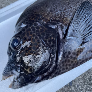 【魚突き】イシガキダイ2.0kg鱗、下処理済み