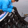 【関東から発送】江戸前 : ツゥな海苔好きな方へ　走水の味海苔(関西醤油)