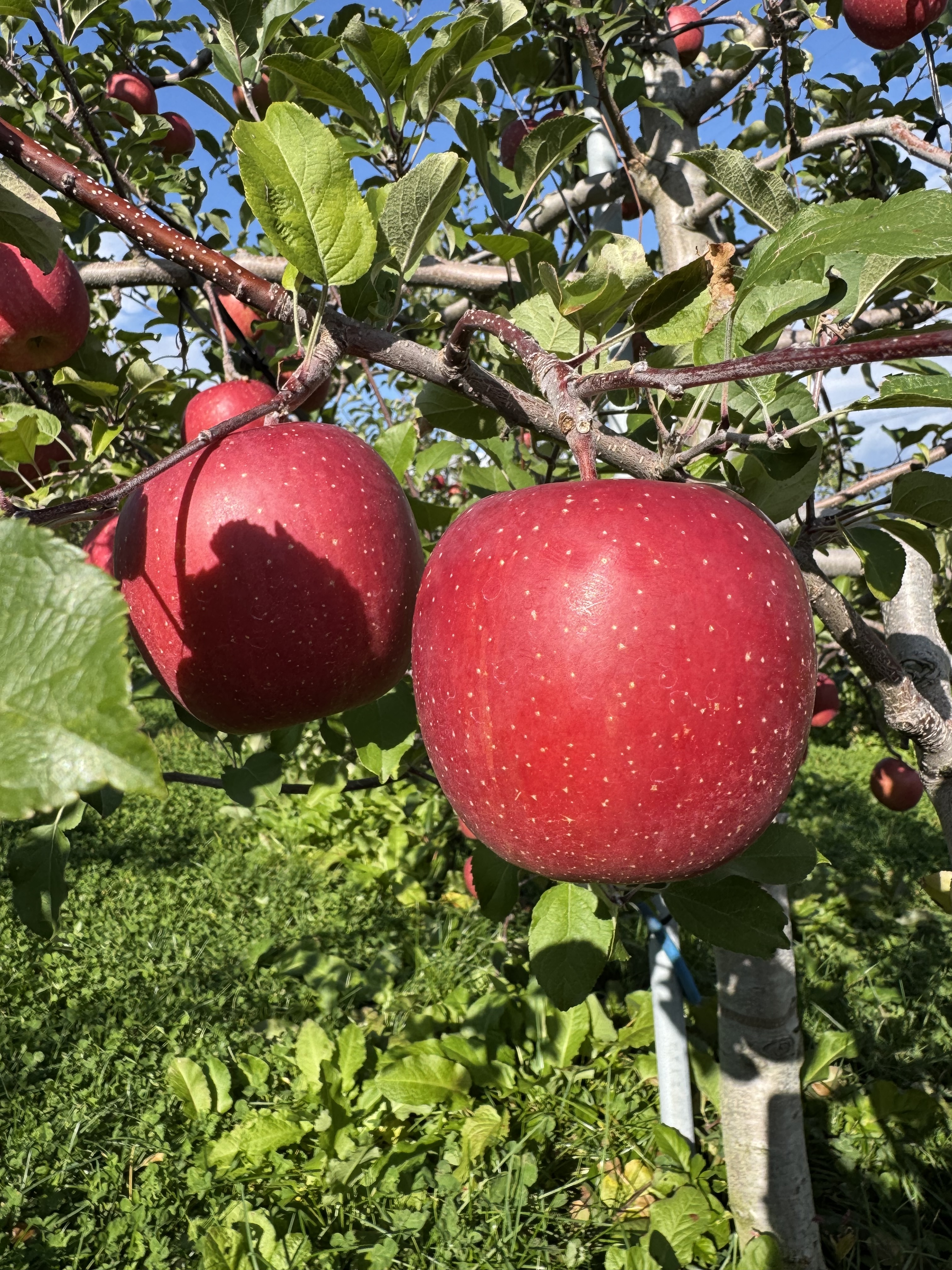 岩手県盛岡市産 家庭用『サンふじ』 サンふじ家庭用3kg8-12玉