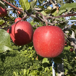 岩手県盛岡市産　家庭用『サンふじ』３ｋｇ～5ｋｇ