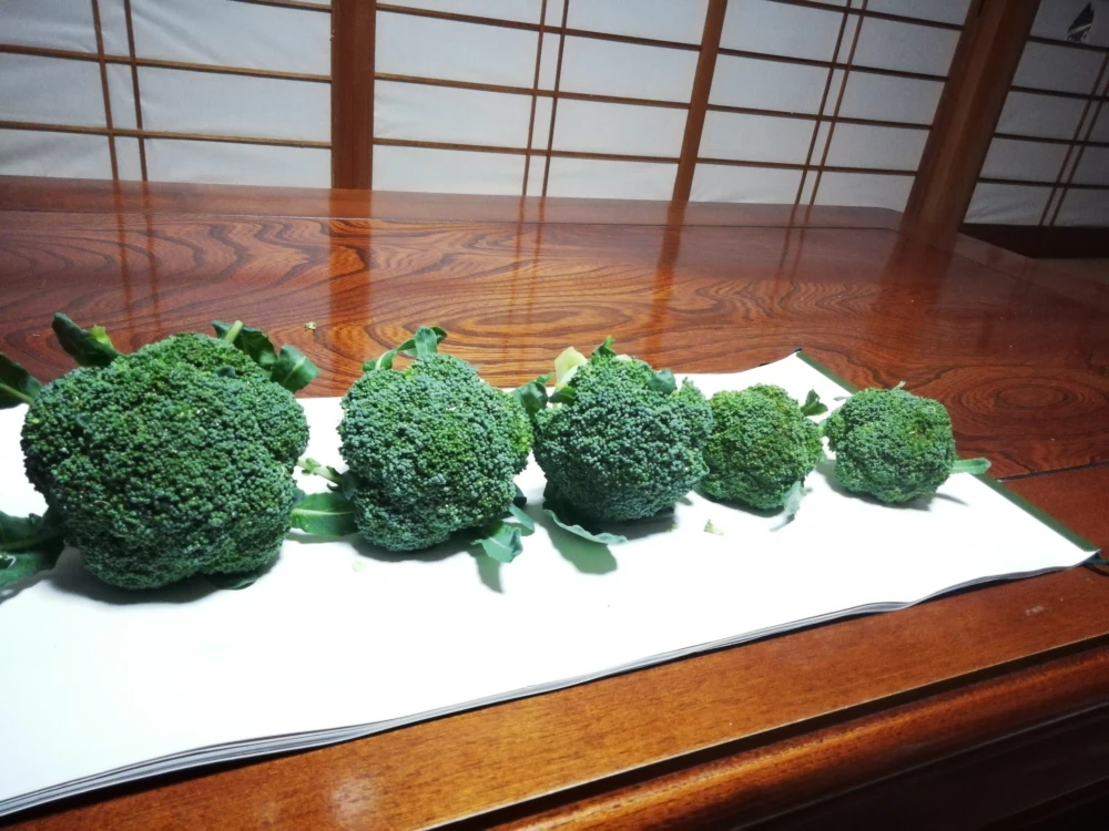 チビッコリー(ブロッコリー)箱いっぱい！