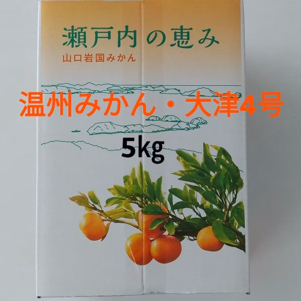 【土曜日21時まで限定お試し】家庭用　大小いろいろサイズ　箱込5㎏山口岩国みかん