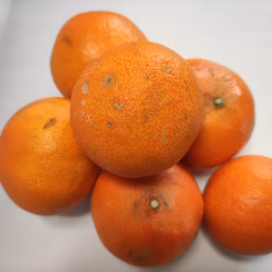 【訳アリ】愛果28号　いわぎ島便り♪