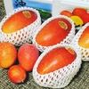 沖縄県産☆アップルマンゴー【化粧箱入り1㎏（目安：2玉）