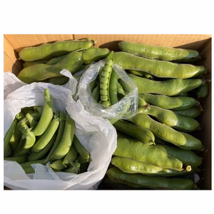 鹿児島県指宿産　スナップ1kg・まめこぞう1kg・そらまめ2kg　計4kg
